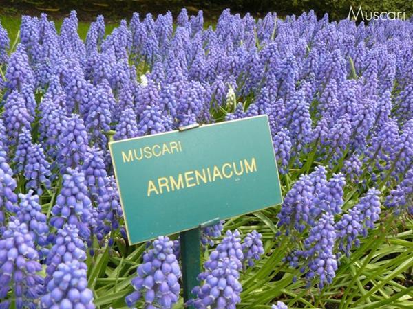 pole szafirków - muscari armeniacum
