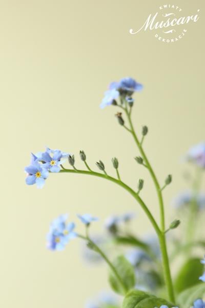 niebieskie niezapominajki - kwiaty na wielkanoc