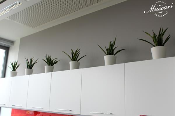rośliny zielone w biurze - sansewierie w kuchnii