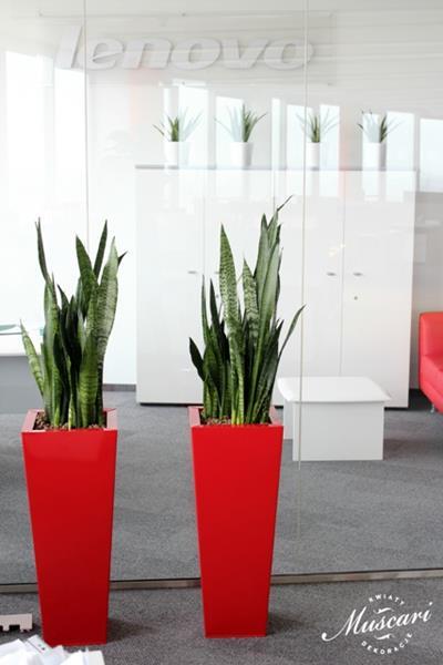 rośliny zielone w biurze - sansewierie